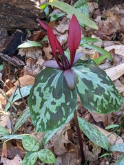 Trillium maculatum