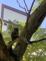 Callosciurus