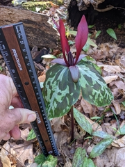 Trillium maculatum