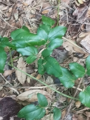 Lardizabala biternata