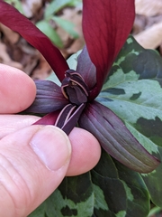 Trillium maculatum