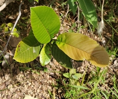 Dilleniaceae
