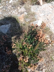 Erica cinerea