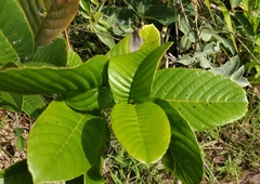 Dilleniaceae