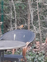 Erithacus rubecula