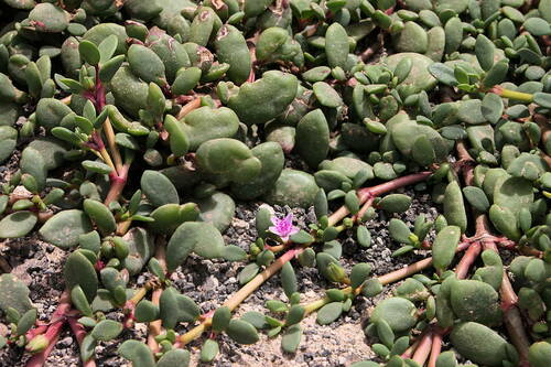 Sesuvium portulacastrum subsp. persoonii image