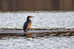 Phalacrocorax carbo sinensis
