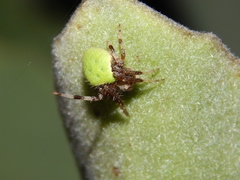 Araneus apricus