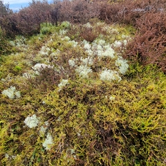 Cladonia portentosa