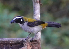 Saltator atripennis