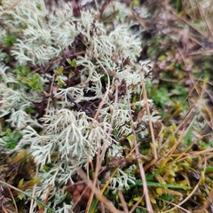Cladonia portentosa