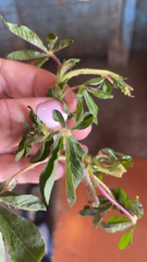 Cleome viscosa
