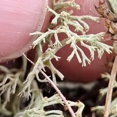Cladonia portentosa