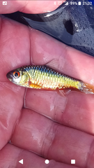 Barbodes semifasciolatus