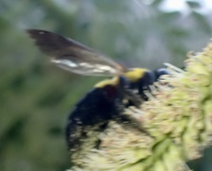 Xylocopa modesta