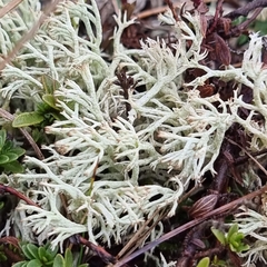 Cladonia portentosa