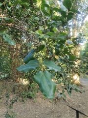 Lardizabala biternata