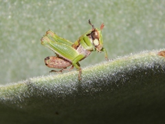 Lophothericles flavifrons