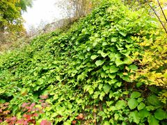 Hydrangea anomala