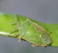 Chinavia acuta
