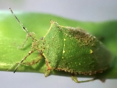 Chinavia acuta