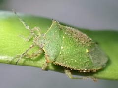 Chinavia acuta