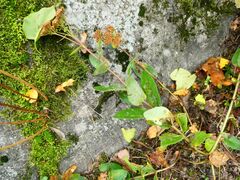 Hylotelephium maximum ruprechtii