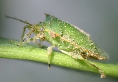 Chinavia acuta