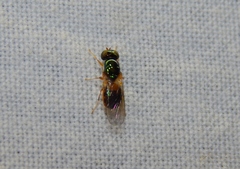 Microchrysa