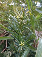 Podocarpus macrophyllus