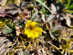 Potentilla verna