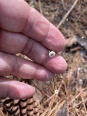 Syngonanthus flavidulus