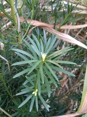 Podocarpus macrophyllus