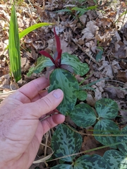 Trillium maculatum