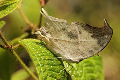 Protogoniomorpha duprei