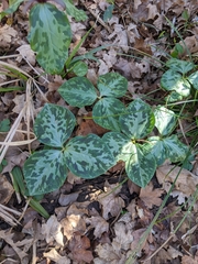 Trillium maculatum
