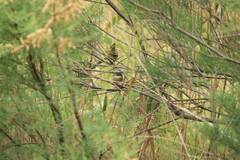 Curruca iberiae