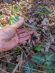 Trillium maculatum