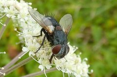 Pseudogonia parisiaca