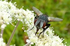 Pseudogonia parisiaca