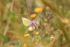 Gonepteryx cleopatra