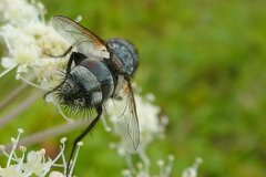Pseudogonia parisiaca