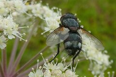 Pseudogonia parisiaca