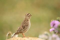 Petronia petronia