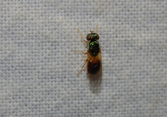 Microchrysa