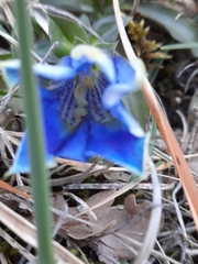 Gentiana