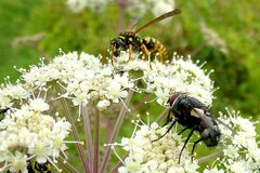 Pseudogonia parisiaca