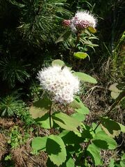 Spiraea betulifolia