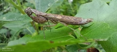 Compsomantis