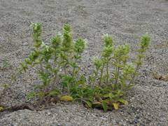 Stachys maritima